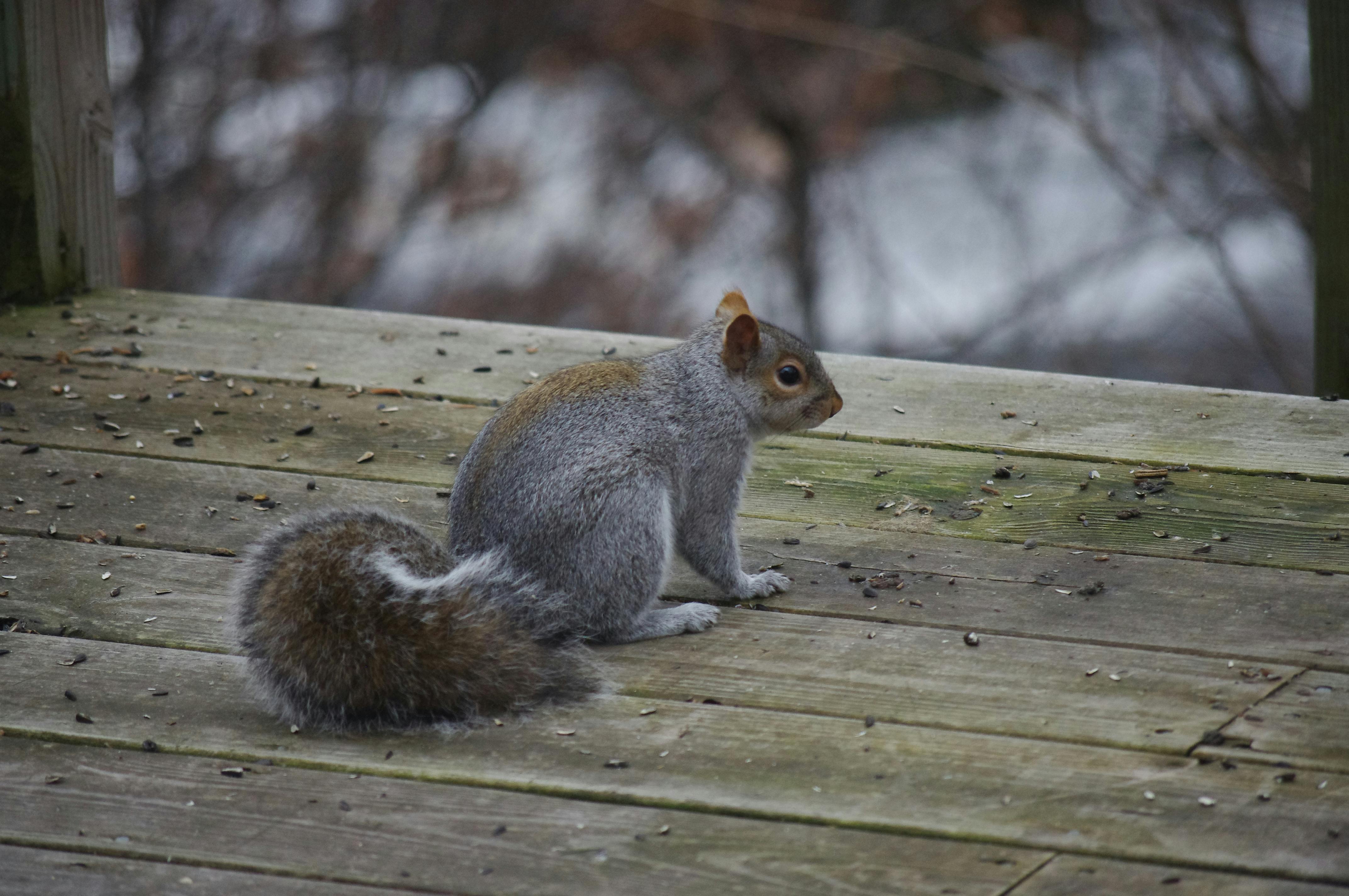 Squirrel on the bench
