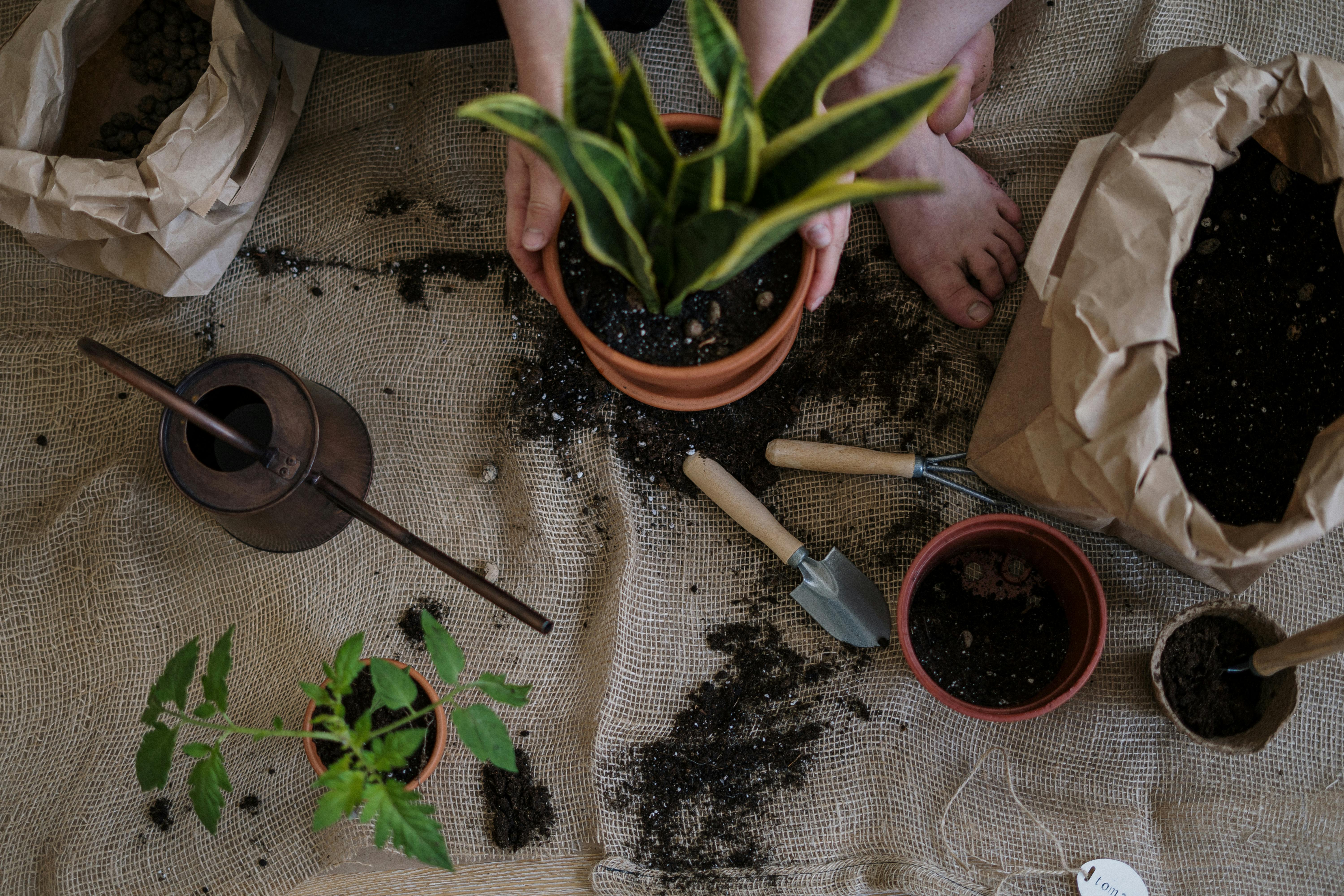 planting