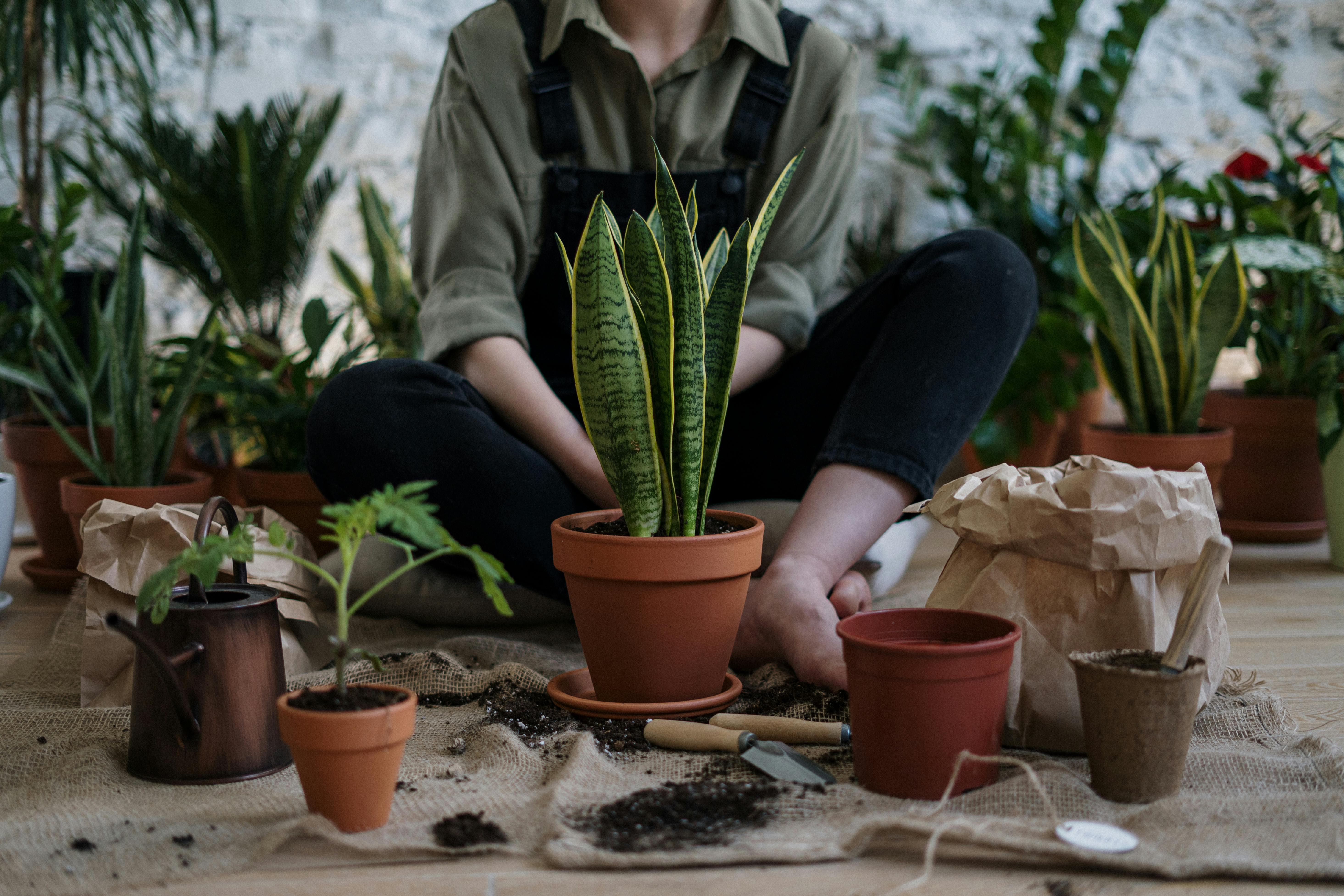 planting - 2nd image
