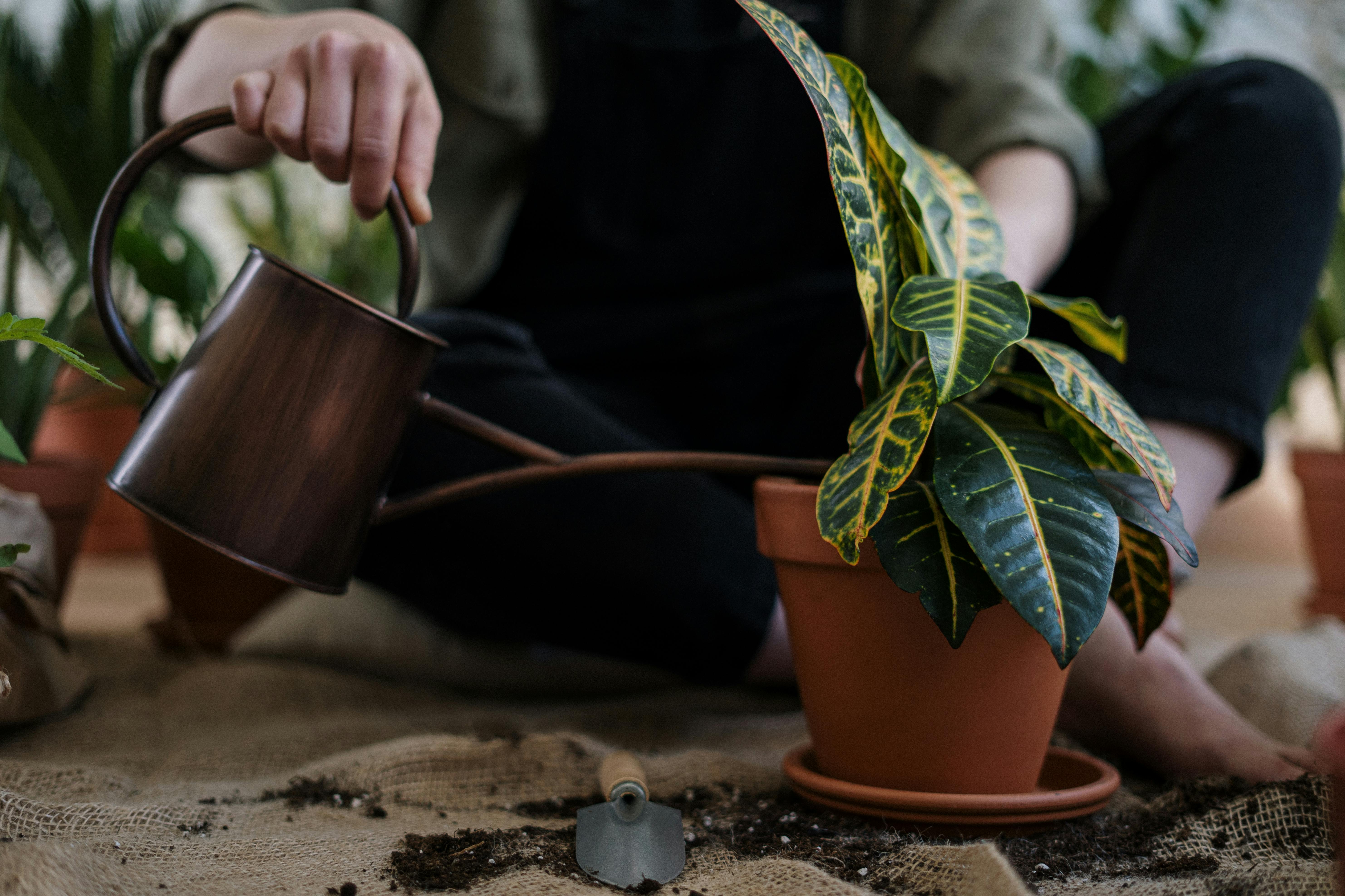 planting - 3rd image