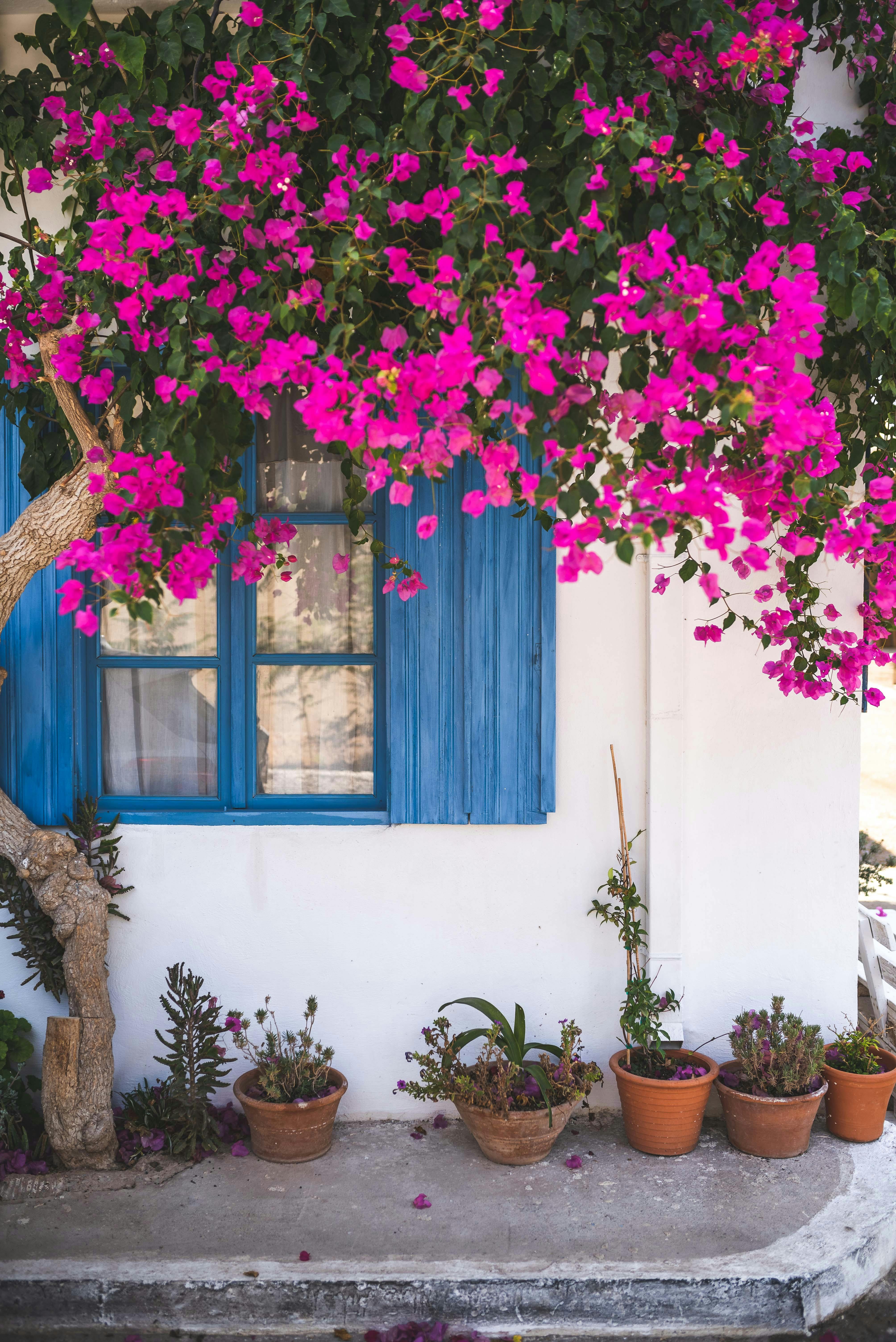 plants outside