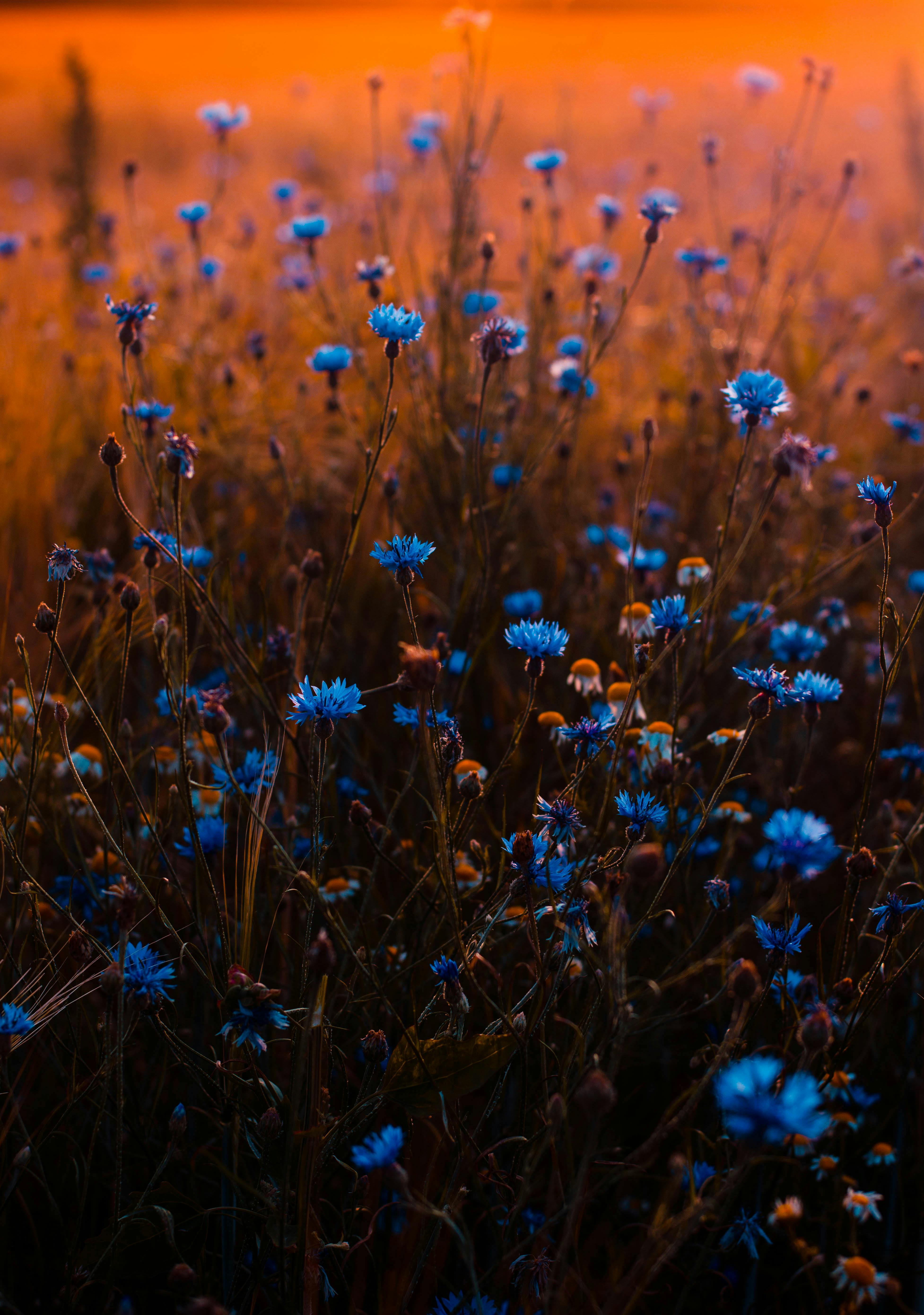 flowers in sunset