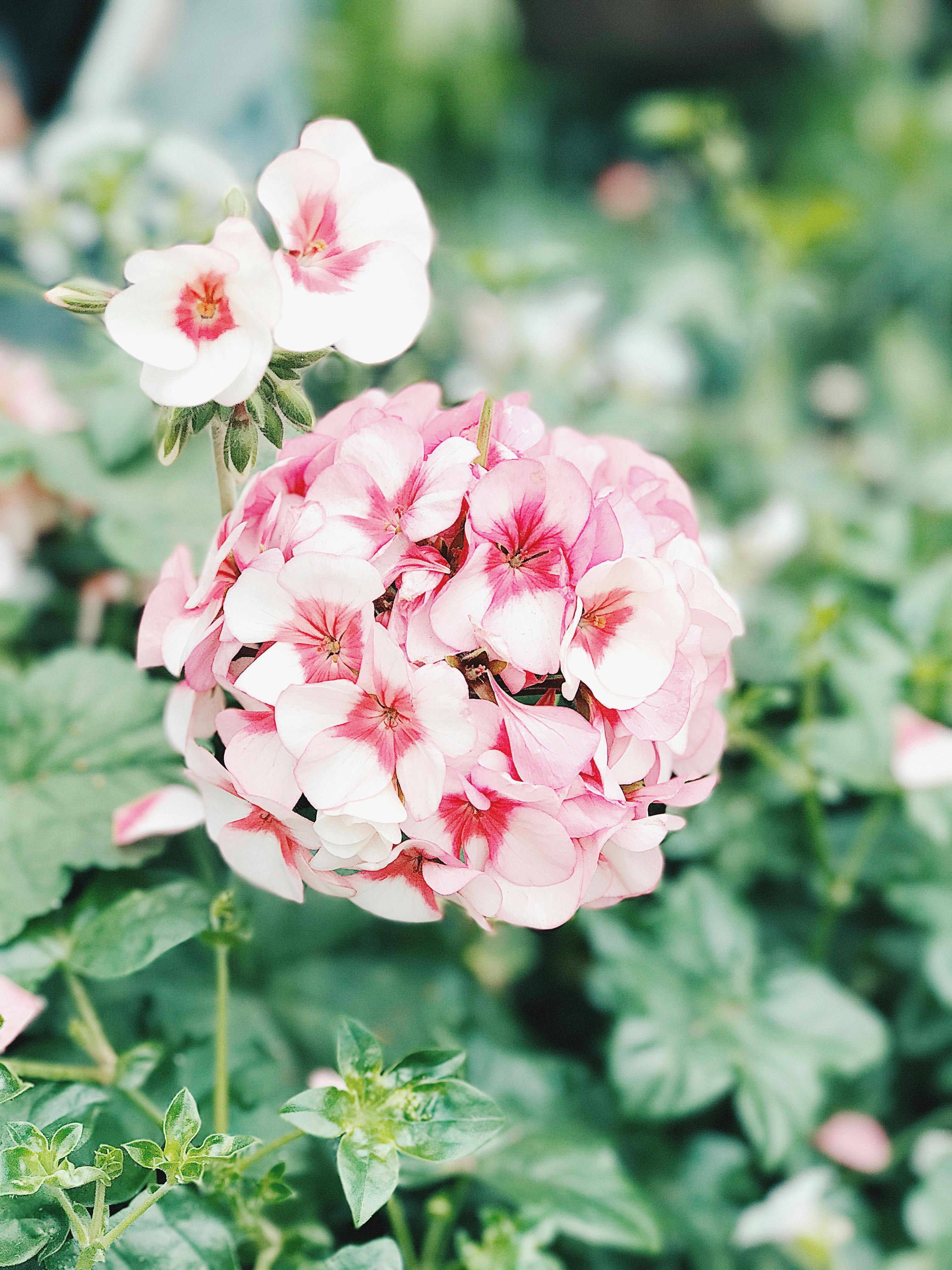 pretty pink flowers