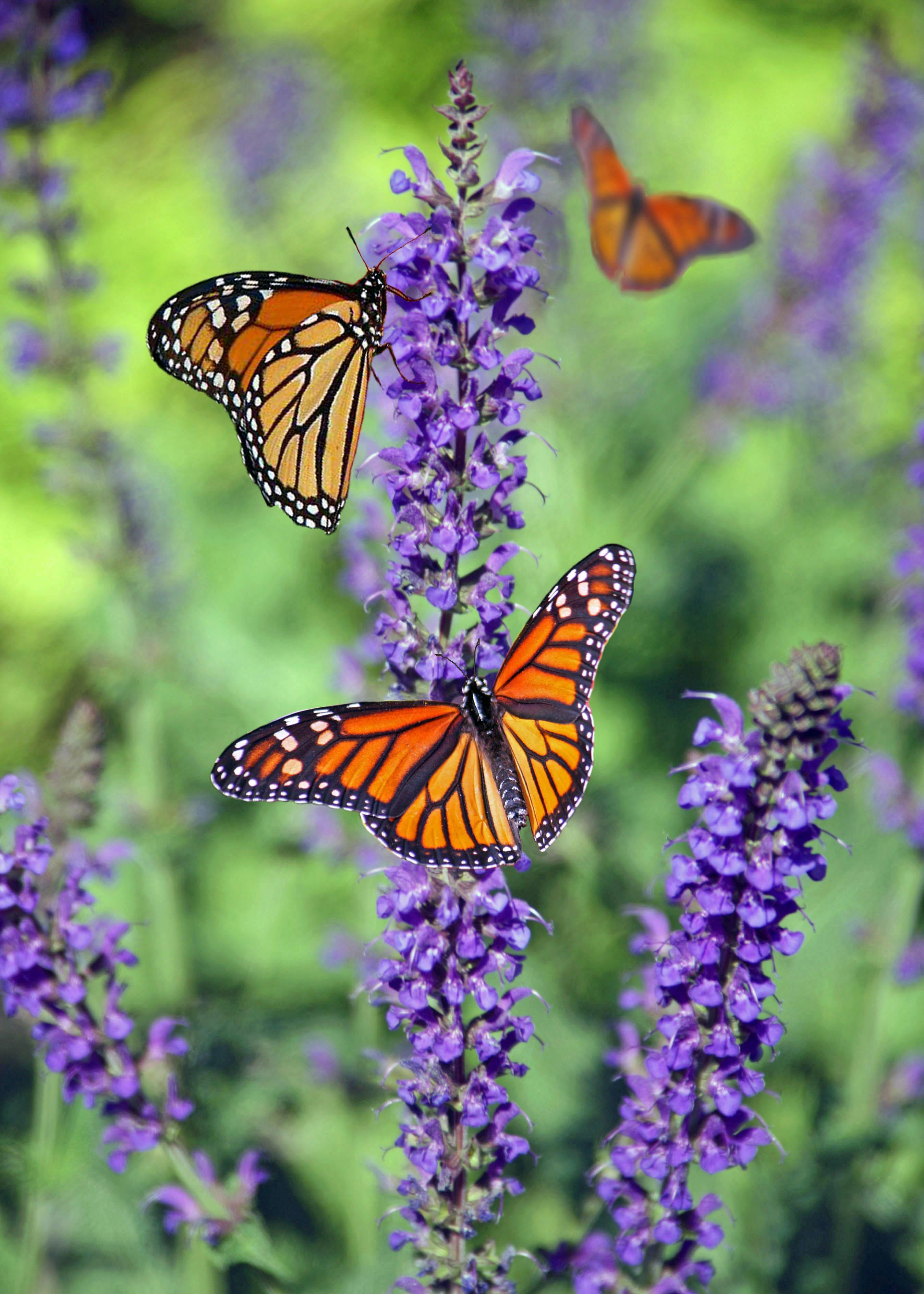 butterfly on a flower