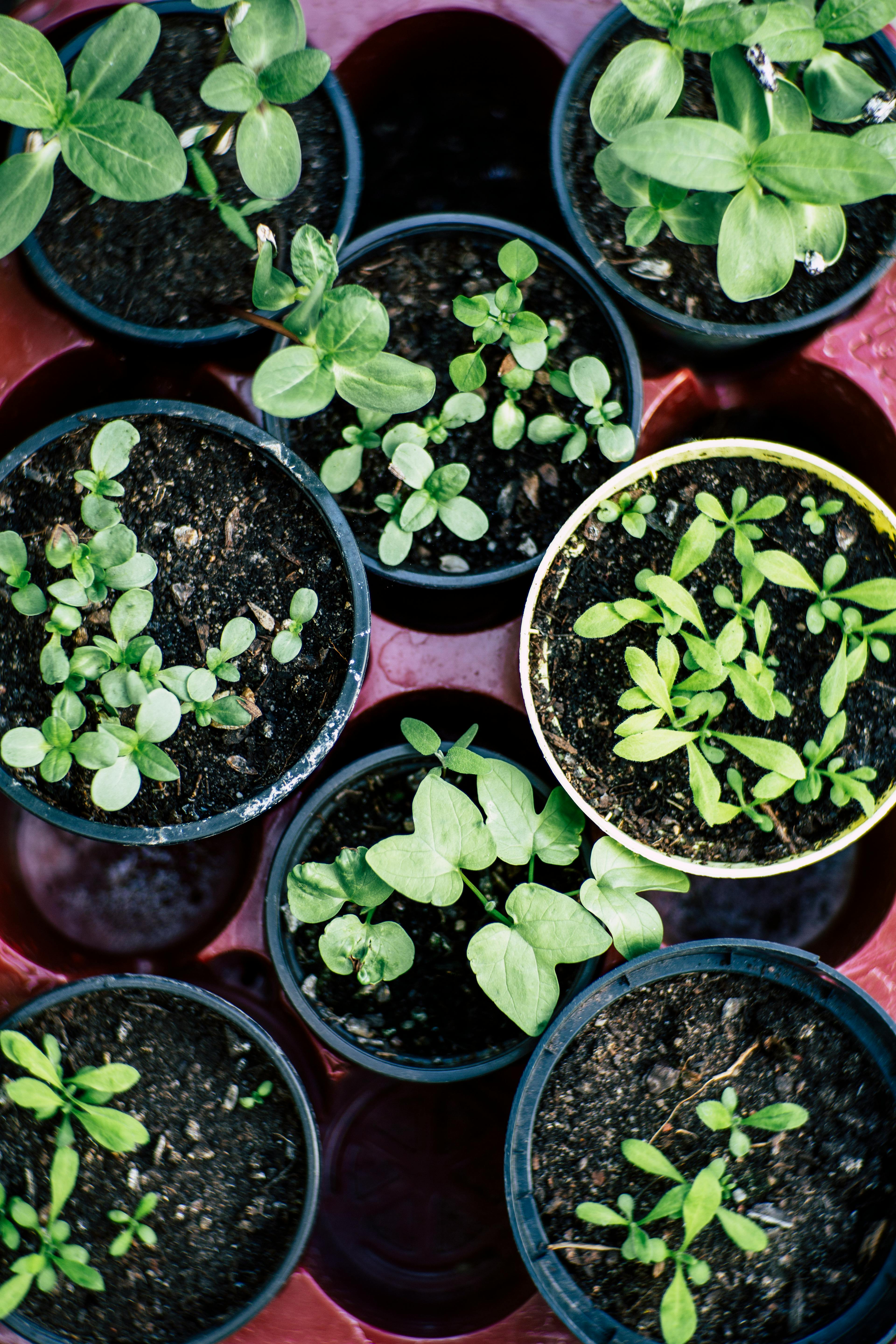 plants