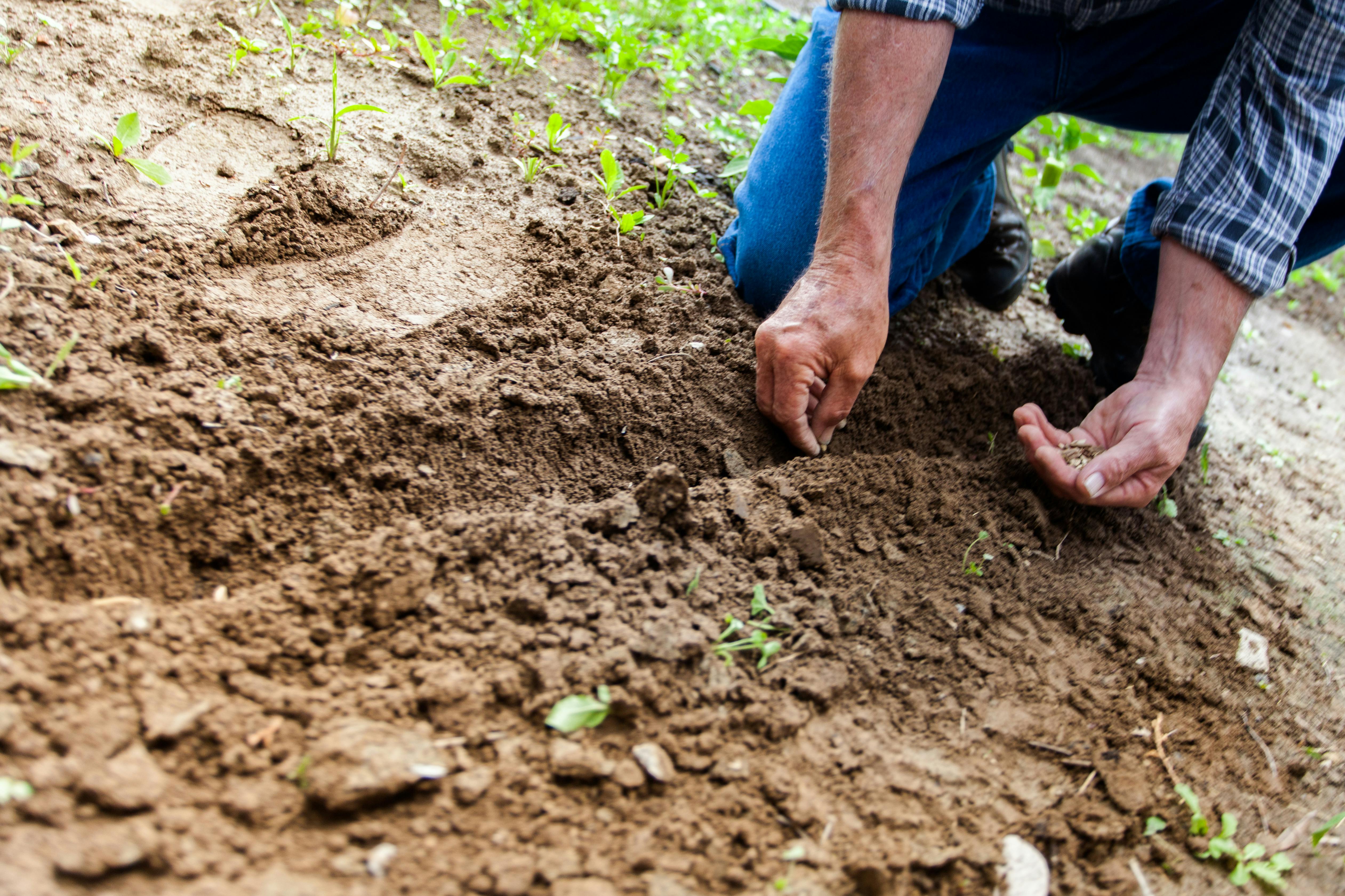 seeding