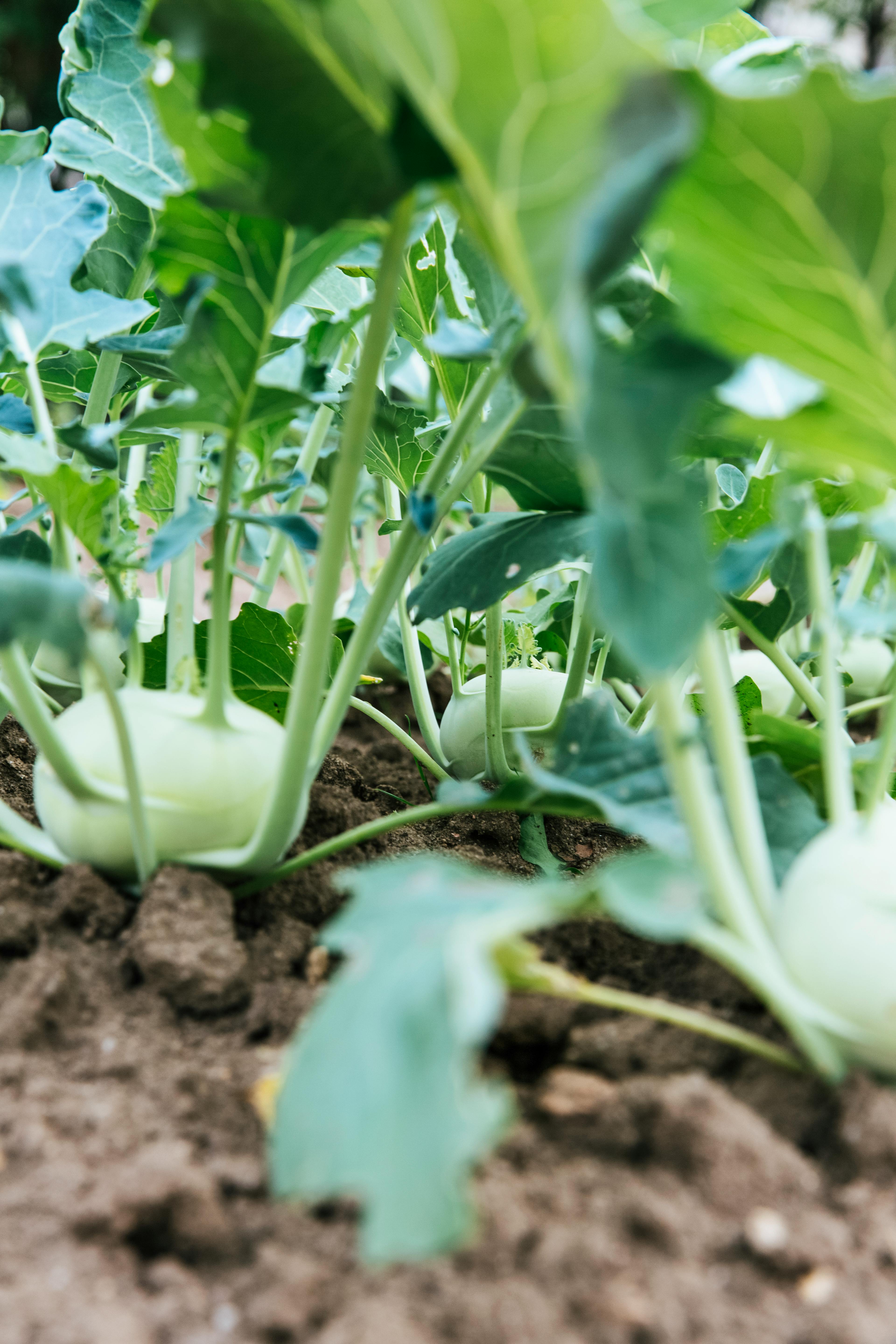 vegetables